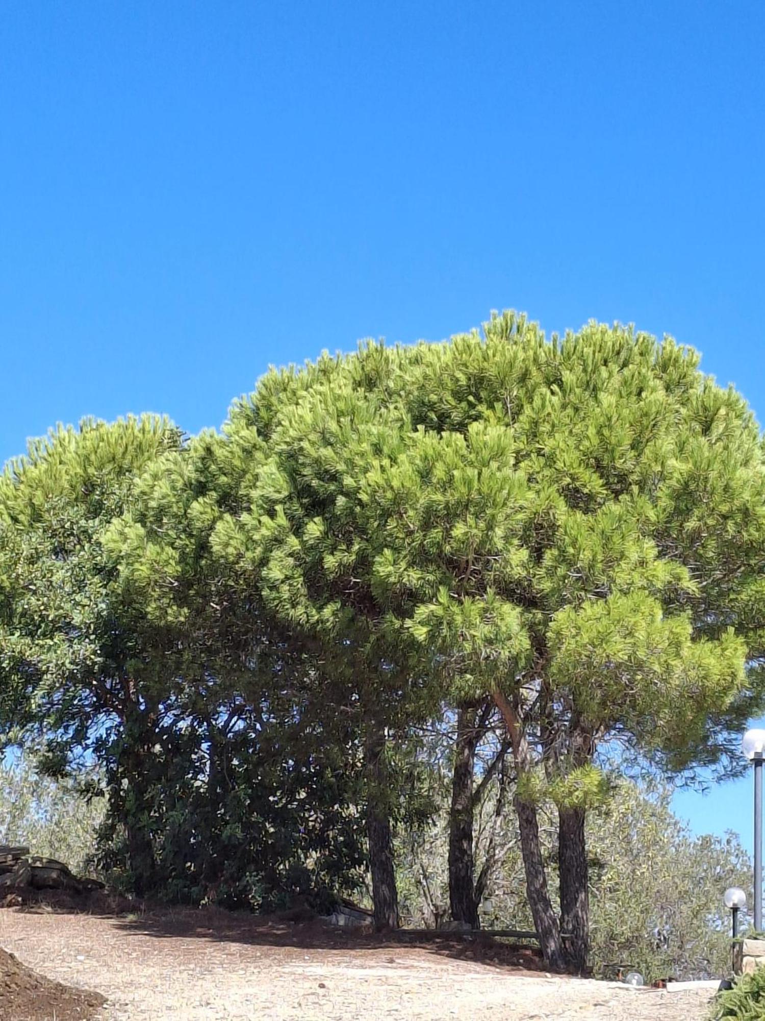Tenuta Belvedere Cilento Montecorice Exterior photo